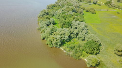 High angle view of flowers on shore