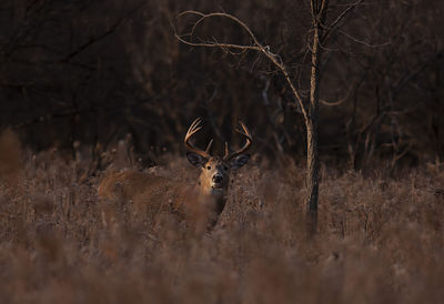 Portrait of deer in a field