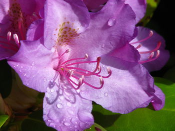 Close-up of water drops on pink flower blooming outdoors