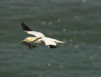 Seagull flying over lake