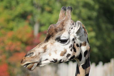 Close-up of a giraffe looking away