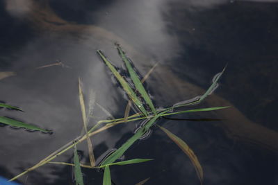 High angle view of leaf on grass