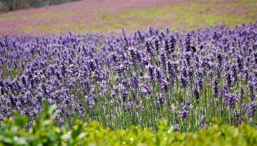 Purple flowering plants on field