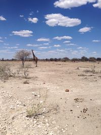 Giraffe on field against sky