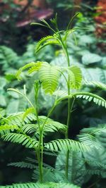 Close-up of fern leaves