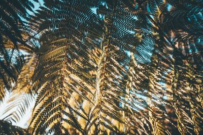 Low angle view of palm tree