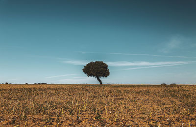 Single tree on field against blue sky