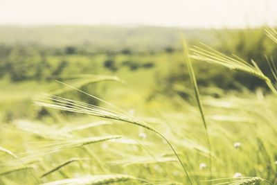 Close-up of grass growing on field