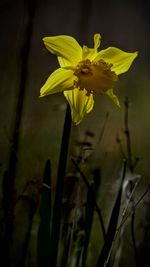 Close-up of yellow flowers