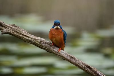 Close-up of bird perching on tree