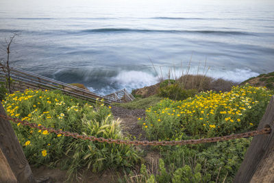 High angle view of flowering plants by sea
