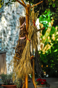 Close-up of plant