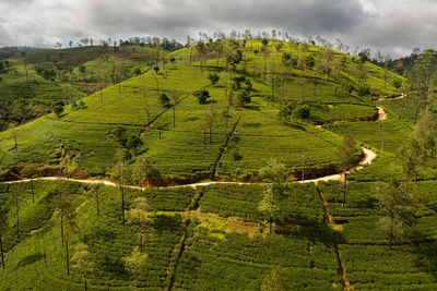 Tea plantations on the hillsides in the mountains. tea estate landscape. nuwara eliya, sri lanka.