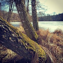 Scenic view of lake in forest against sky