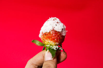 Close-up of hand holding flower against red background