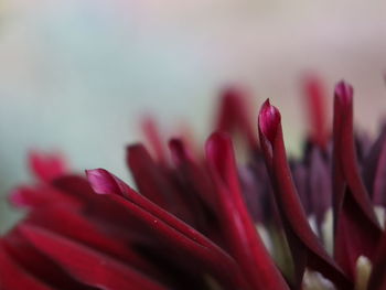 Macro shot of red flowering plant