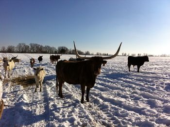 Cows on snowy field