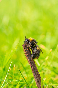 Large yellow honey and black striped bee  close up low-level macro view resting on green twig plant 