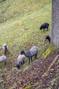 High angle view of animal on land