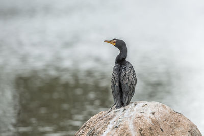 Bird perching on rock