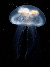 Close-up of jellyfish over black background