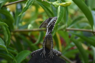 Close-up of lizard on rock