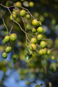 Close-up of grapes growing on tree