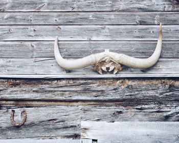 View of horn hanging on wooden wall