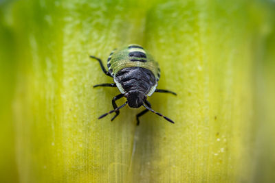 Close-up of insect on leaf