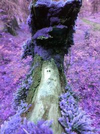 Close-up of moss growing on tree trunk