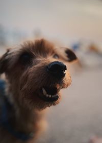 Close-up of dog