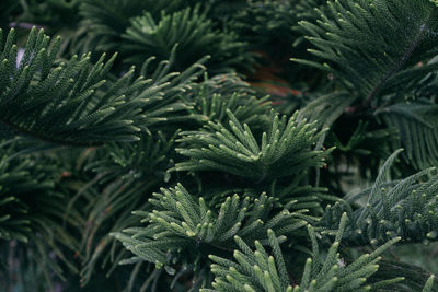 Close-up of pine tree