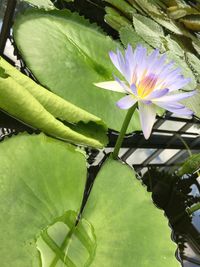 Close-up of lotus water lily