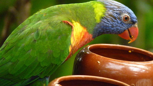 Close-up of parrot eating food