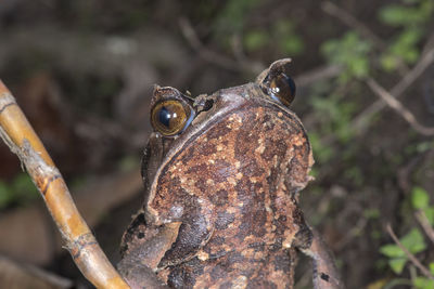 Close-up of a frog on branch