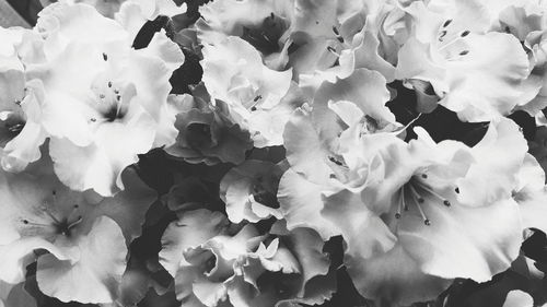 Full frame shot of flowers