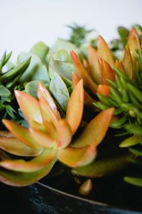 Close-up of fruit on plant