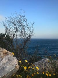 Close-up of tree by sea against clear sky