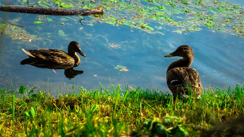 Ducks on a lake