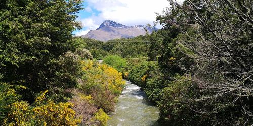 Scenic view of river amidst trees against sky