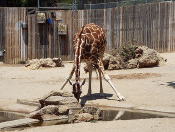 View of bird drinking water