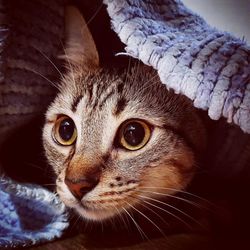 Close-up portrait of a cat
