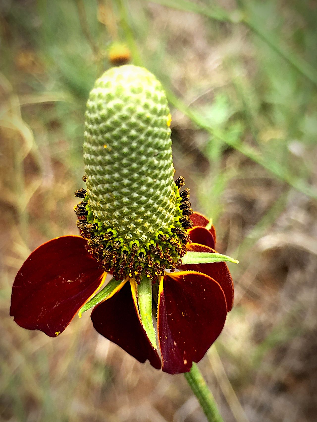 Cedarvale, New Mexico, USA