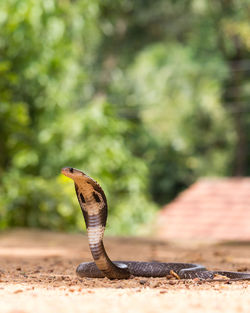 Close-up of an animal