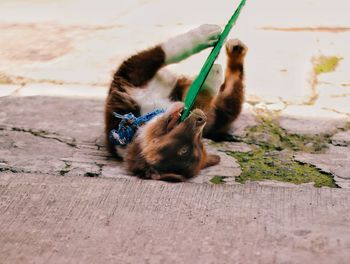 Cat lying down on land