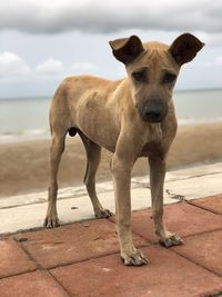 Portrait of dog standing on shore against sky