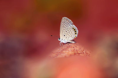 Butterfly on flower