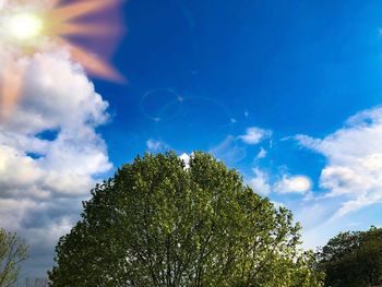 Low angle view of trees against blue sky