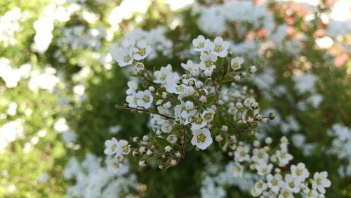 Close-up of blooming tree