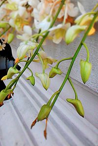 Close-up of flower plant